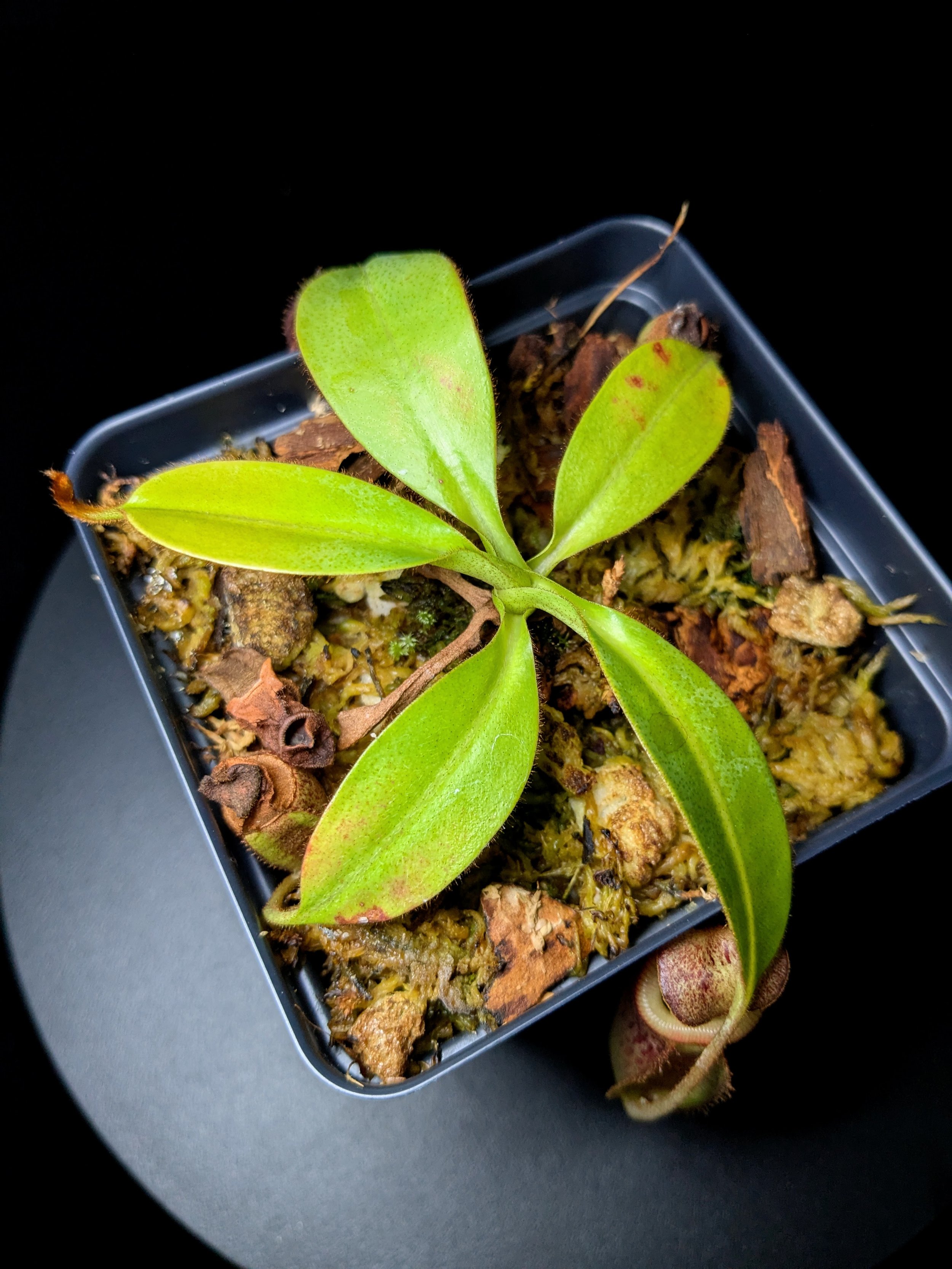 Nepenthes '''Truncville''' for Sale | Carnivorous Tropical Pitcher